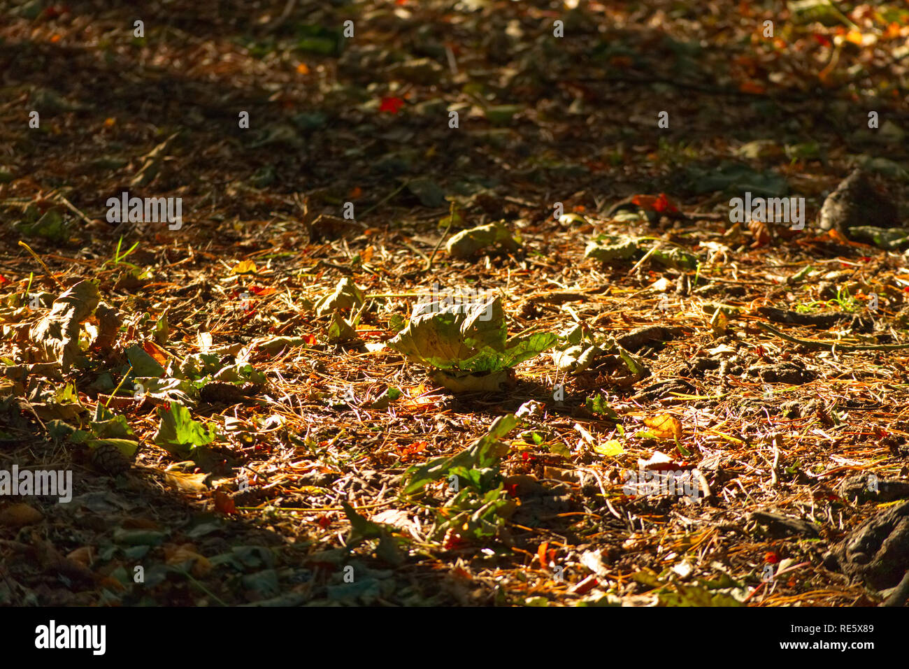 Tree roots covered in pine needles on a footpath in autumn Stock Photo