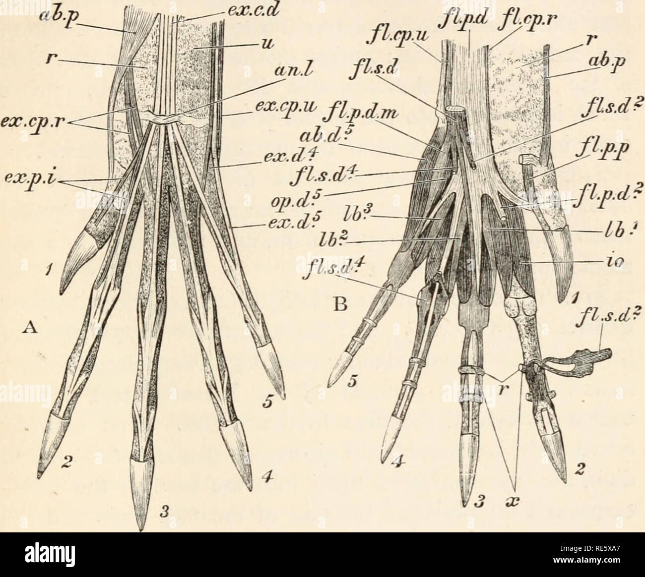 . A course of instruction in zootomy (vertebrata). Anatomy, Comparative ...