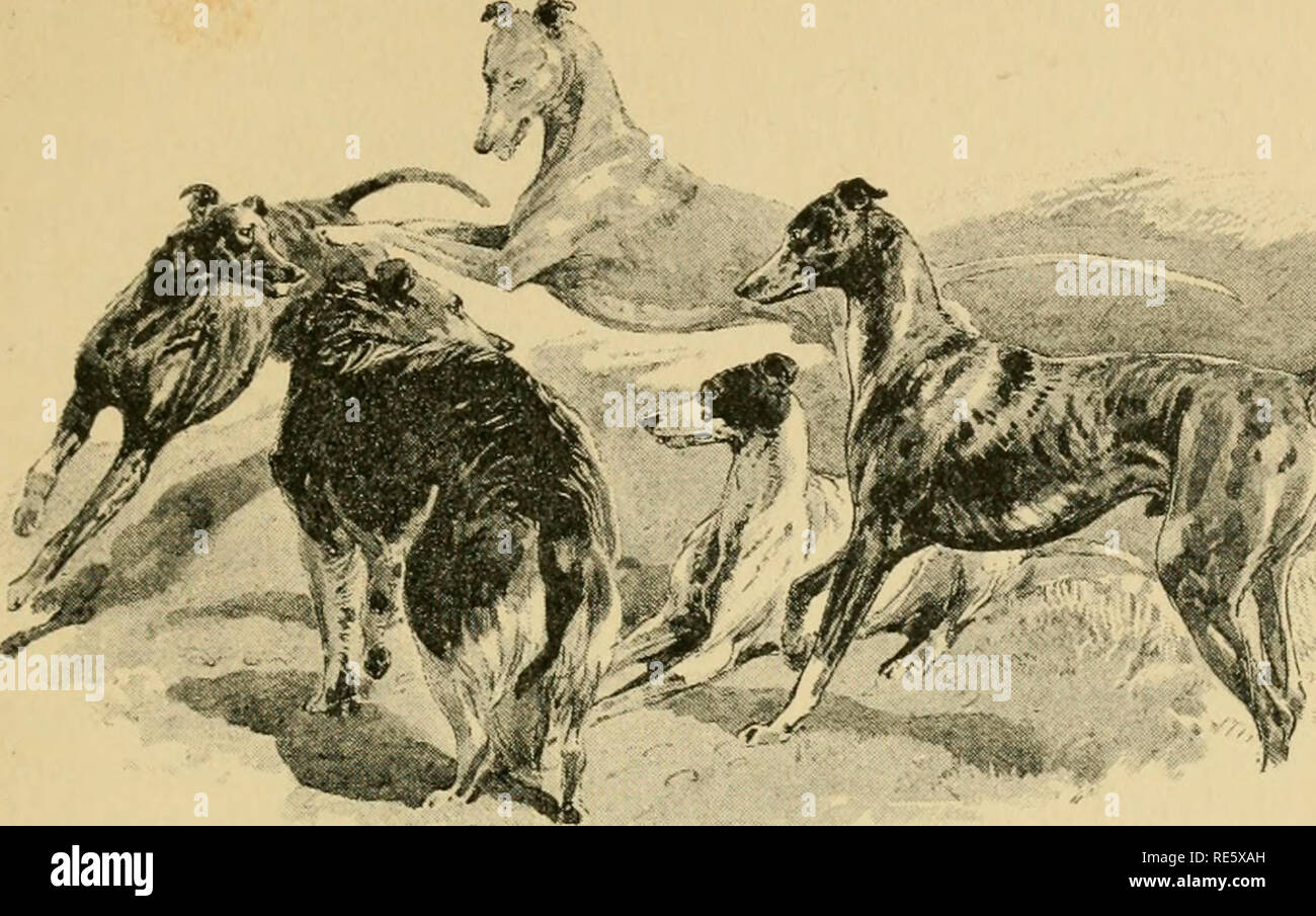 . Coursing and falconry. Coursing; Falconry; CHR 1892; PRO Stewardson, Misses (donor). A frolic INTRODUCTION Coursing, as a national field sport, holds its own for antiquity with any other that is now followed. How far back it dates cannot, indeed, be precisely said, but it is at least certain that ver)- nearly nineteen hundred years ago coursing was practised very much in the same manner as it is in the present day ; for Arrian, a.d. 150, wrote a long and elaborate treatise on the subject, from which the student may ascertain that in all essentials the sport was what it remains ; though it ma Stock Photo