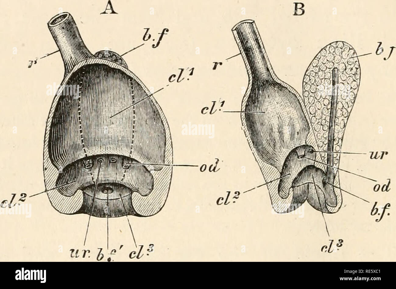 . A course of instruction in zootomy (vertebrata). Anatomy, Comparative. 236 ZOOTOMY. 231. In the male the genital papillae (Fig. 52, v.d') conical elevations just external to the urinary apertures : on their apices are the apertures of the vasa deferentia. 232. In the female the aperture of the left oviduct (Fig. 53, l.od'}, a considerable opening just external to that of the left ureter: the rudimentary right oviduct has a. FIG. 55.—Columba livia. The cloaca of a young female. A, opened fro01 the ventral aspect ; B, in longitudinal section (nat. size). b.f, bursa Fabricii: b.f, its opening i Stock Photo