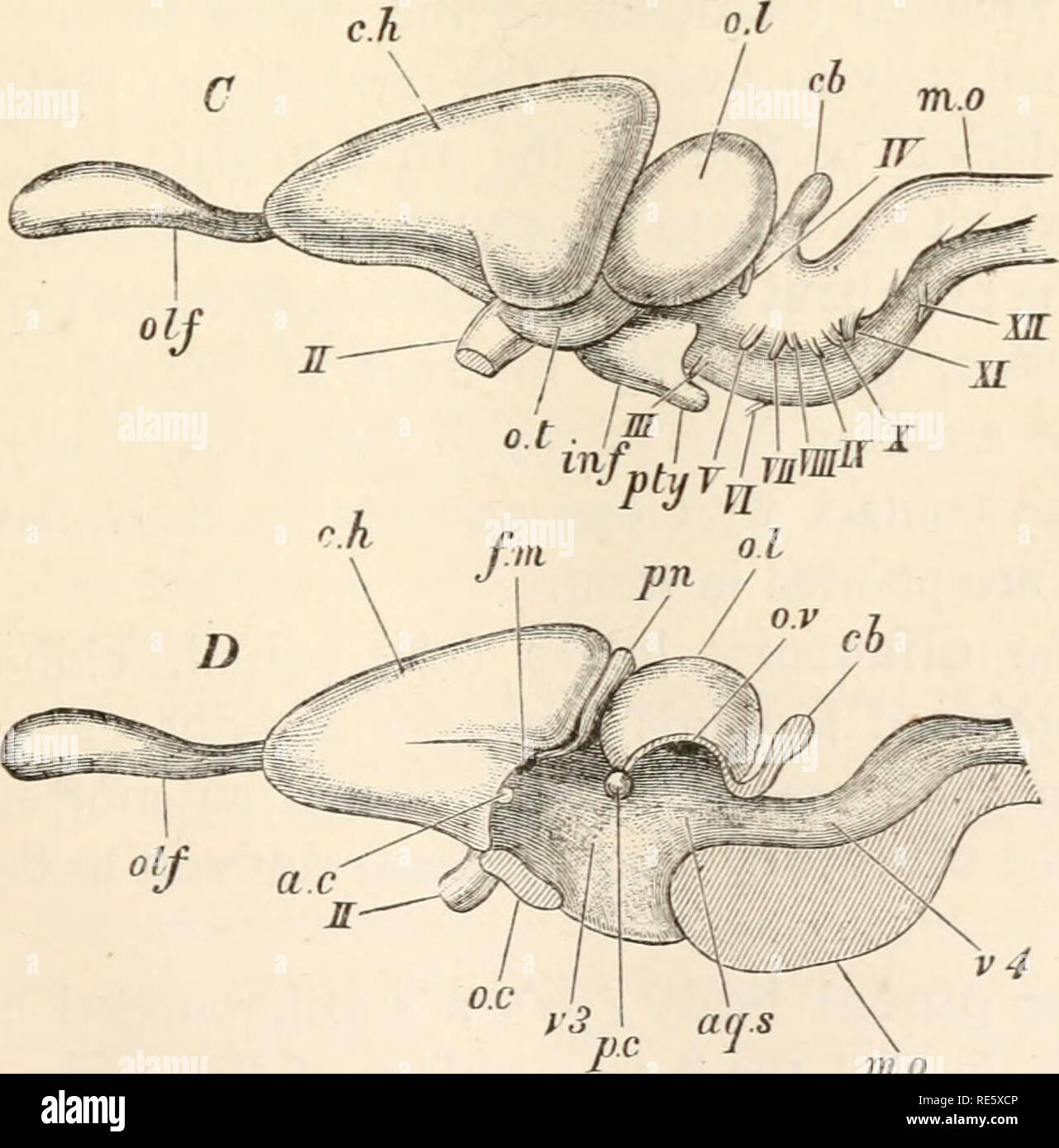 . A course of instruction in zootomy (vertebrata). Anatomy, Comparative ...