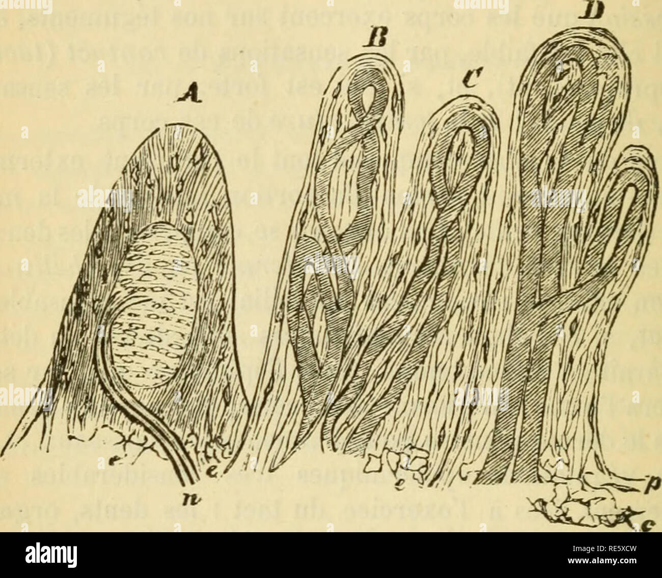 Vascula High Resolution Stock Photography and Images - Alamy