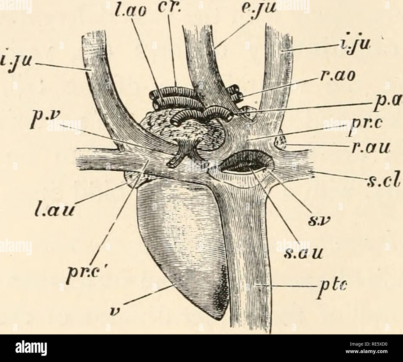 . A course of instruction in zootomy (vertebrata). Anatomy, Comparative. 172 ZOOTOMY. walled chambers, situated anterior to the ventricle, to the base of which they are united. 199. The three great arteries, springing from the base of the ventricle, and passing forwards between the auricles, closely bound together with connective tissue : when the latter is dissected away they are seen to have a twist to the left. Of the three, the pulmonary artery (Figs. 43 and 44, p.a], lying to the animal's left, and the left aorta (Lao) to the right, are situated ventrally at their origin, while the right  Stock Photo