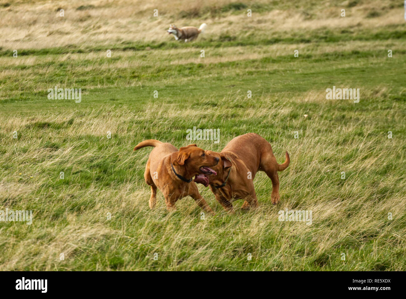 A photograph of two dogs playing in a meadow Stock Photo - Alamy