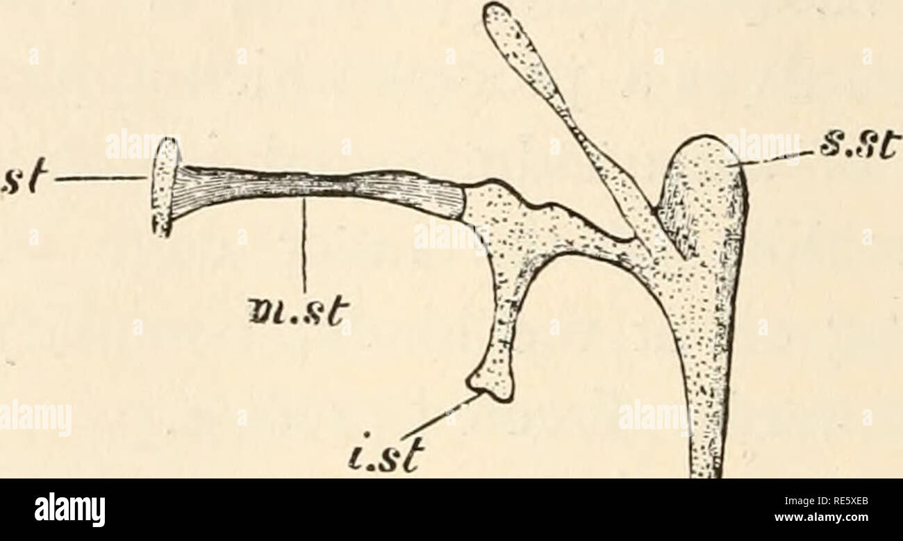 . A course of instruction in zootomy (vertebrata). Anatomy, Comparative. H2 ZOOTOMY. 64. The epipterygoid (e.pt.) (so-called columella), a slender rod of bone, lying just in front of and external to the anterior edge of the prootic : below it articulates with the pterygoid, above with the prootic. 65. The columella auris (Fig. 36), a small rod of combined bone and cartilage, lying in the dorsal wall of the tympanic recess : its inner end is inserted into the fenestra ovalis, a small aperture between the prootic and opisthotic, while its outer end is, in the entire head, fixed to the inner surf Stock Photo