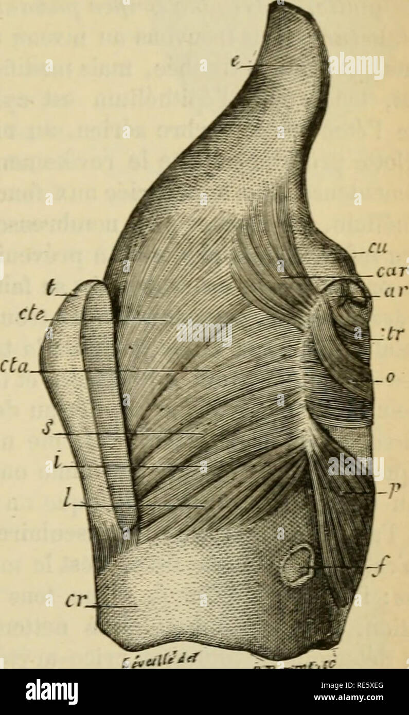 Muscles du larynx hi-res stock photography and images - Alamy