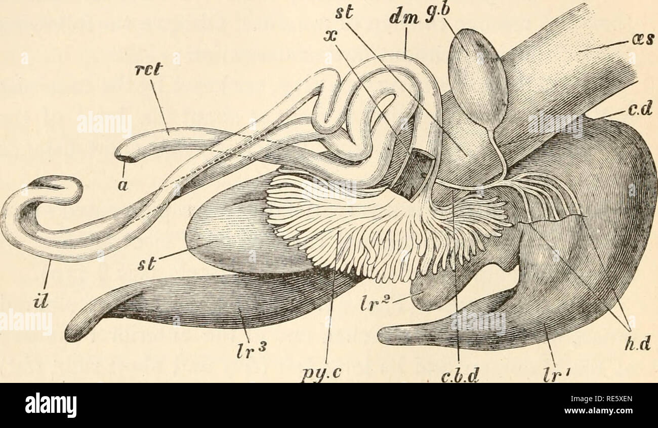. A course of instruction in zootomy (vertebrata). Anatomy, Comparative. loS ZOOTOMY. 106. The spleen, a smooth, dark red body, of elongated form, 'situated somewhat dorsal to, but not directly con- nected with the stomach. 107. The gall-bladder (Fig. 31, g.b), a large ovoid sac, filled with bright green bile, situated about the middle of the abdominal cavity towards the right side. ret. hA pij.c FIG. 31.—Gadus morrhua. Dissection of the alimentary canal and its glands, from the right side ( nat. size). a, anus : c.b.d, common bile duct : c.d, cystic duct : dm, duodenum : g.b, gall-bladder :  Stock Photo