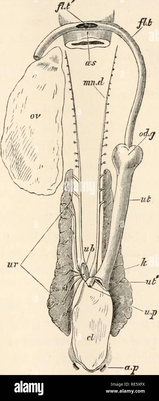 . A course of instruction in zootomy (vertebrata). Anatomy, Comparative. THE SKATE. 57 portion (///), opening into the cloaca, and an anterior, slender, thin-walled portion, or Fallopian tube (/?./) which unites with its fellow of the opposite side on the. ur FIG. 19.—Raja batis. The urinogenital organs of the female (one- third nat. size). The organs are removed from the body along with a small portion of the oesophagus (as), and are viewed from the ventral aspect. The left ovary (ov) is removed as well as the greater part of the right oviduct; the cloaca and the right horn of the urinary bla Stock Photo