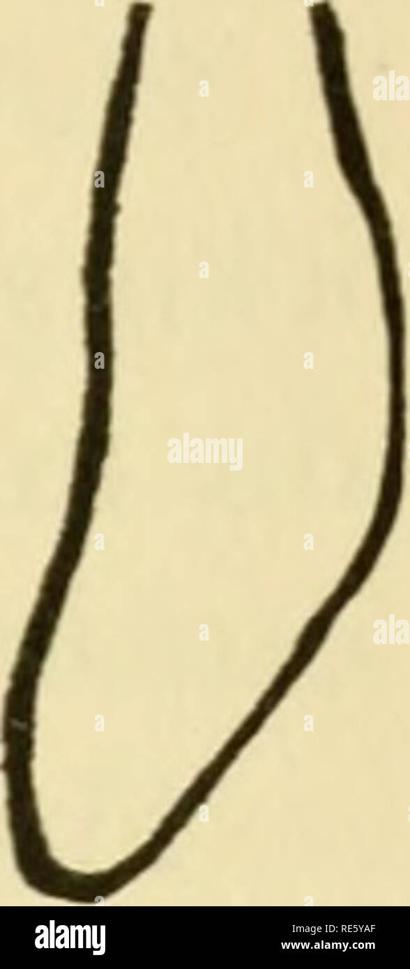 Page 2 Rudimentary Wings High Resolution Stock Photography And Images Alamy