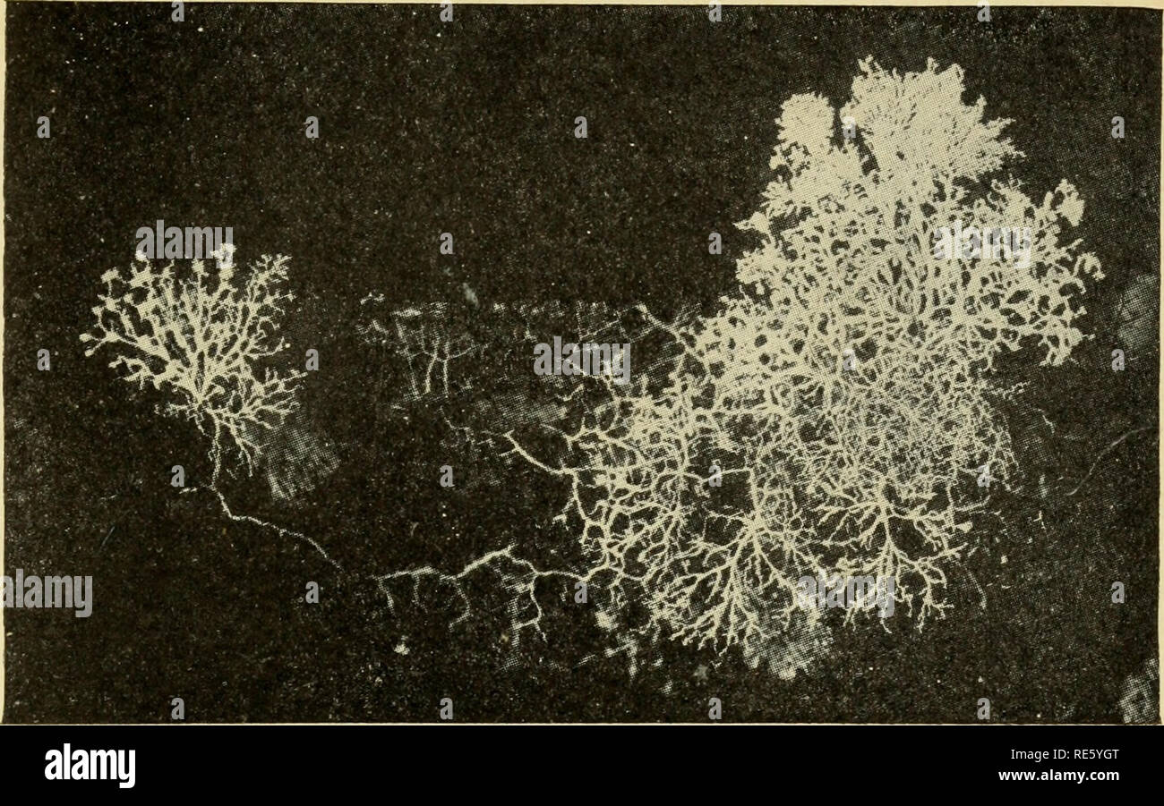 . Creation by evolution; a consensus of present-day knowledge as set forth by leading authorities in non-technical language that all may understand. Evolution. Fig. 2.—A myxomycete or slime mold [Ffdigo septica) in the Plasmodium stage; a mass of protoplasm without cell wall. This Plasmodium grew on moist decaying wood in a glass jar and was photographed after it had &quot;crawled up&quot; the inner surface of the jar in the manner of the microscopic animal Amoeba. Its color was bright orange.. Please note that these images are extracted from scanned page images that may have been digitally en Stock Photo
