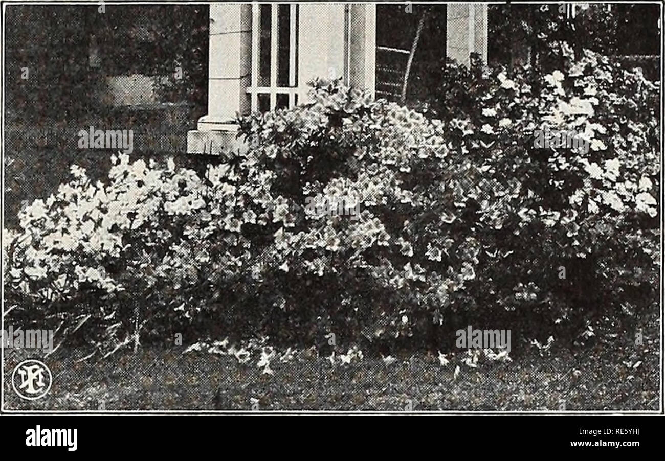 Images Indica Azaleas Stock Photos Indica Azaleas Stock Images Alamy le plus cool par