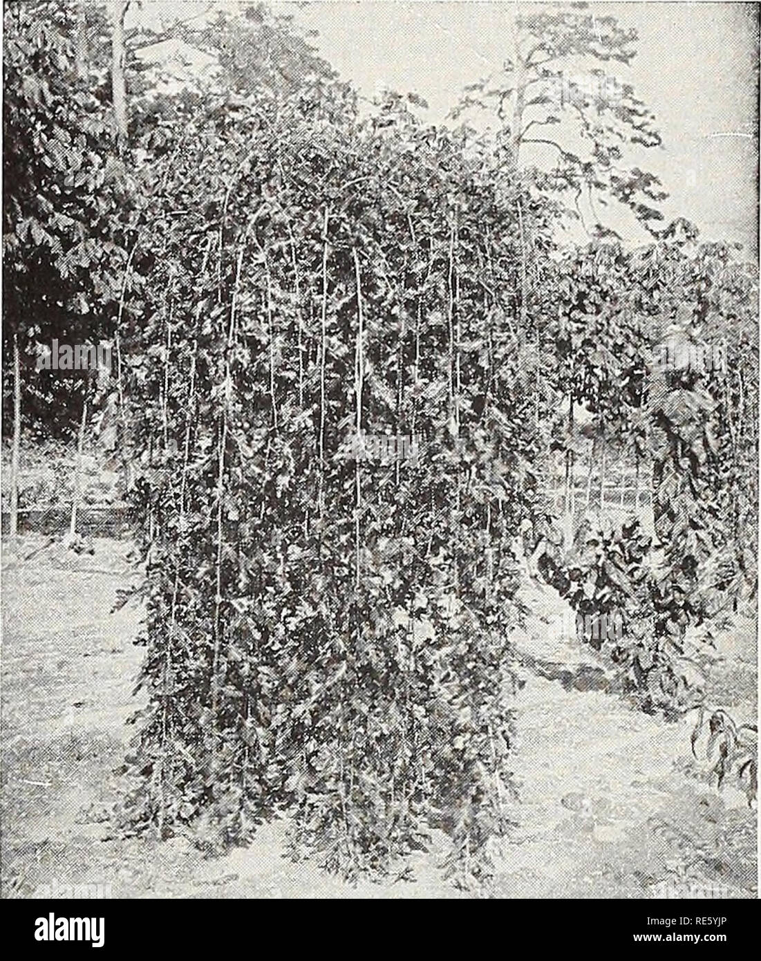 . Creations by Fruitland Nurseries : the South's favorite established in August - Georgia 1856. Nurseries (Horticulture) Catalogs; Nurseries (Horticulture) Georgia; Flowers Catalogs; Trees Catalogs; Fruit Catalogs. Fruitland Nurseries The South's Oldest Nursery Augusta, Ga. 13 POPULUS—Poplar Populus nigra italica (Lombardy Poplar). 40 to 50 ft. The well-known Italian variety. A tall, pyramidal, compact and rapid-growing tree, extensively planted in the southern part of Europe. Very desirable where a formal effect is wanted. P. simoni fastigiata (Simon Poplar). 40 to 50 ft. A remarkable variety Stock Photo