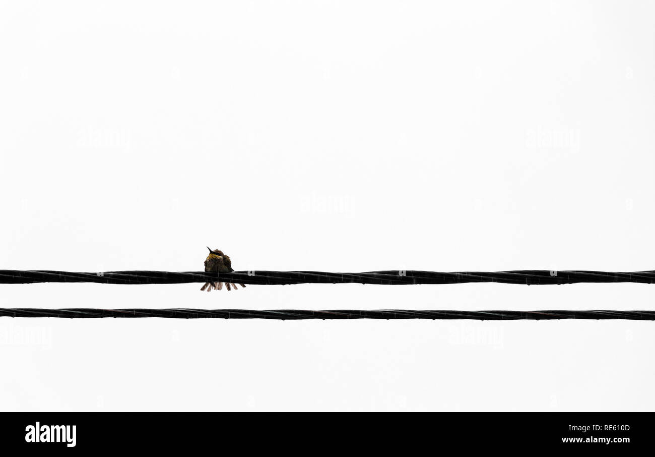 A lonely bird sits on an electrical wire. Stock Photo