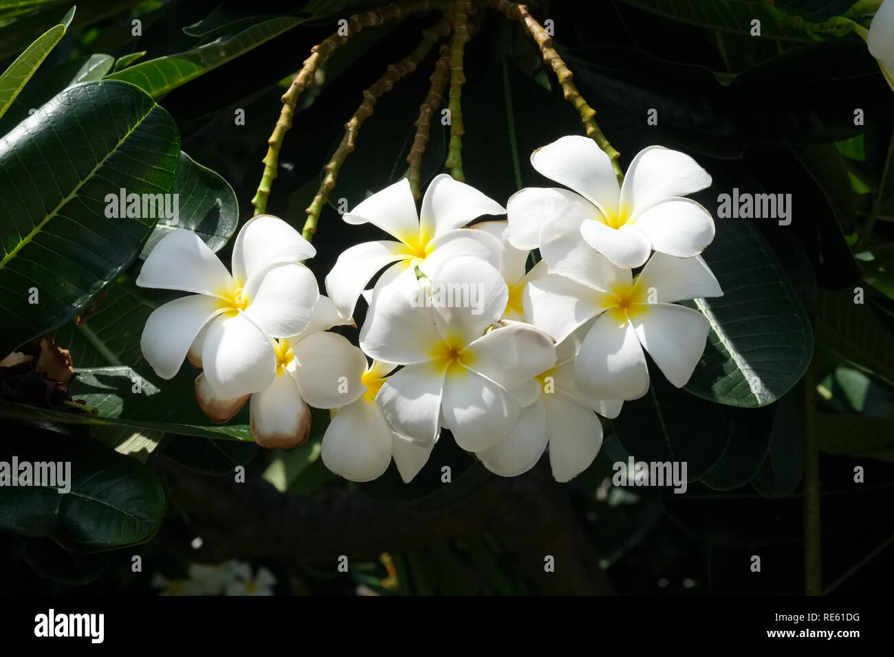 Plumeria alba or White Plumeria / Frangipani in Thailand; where the ...