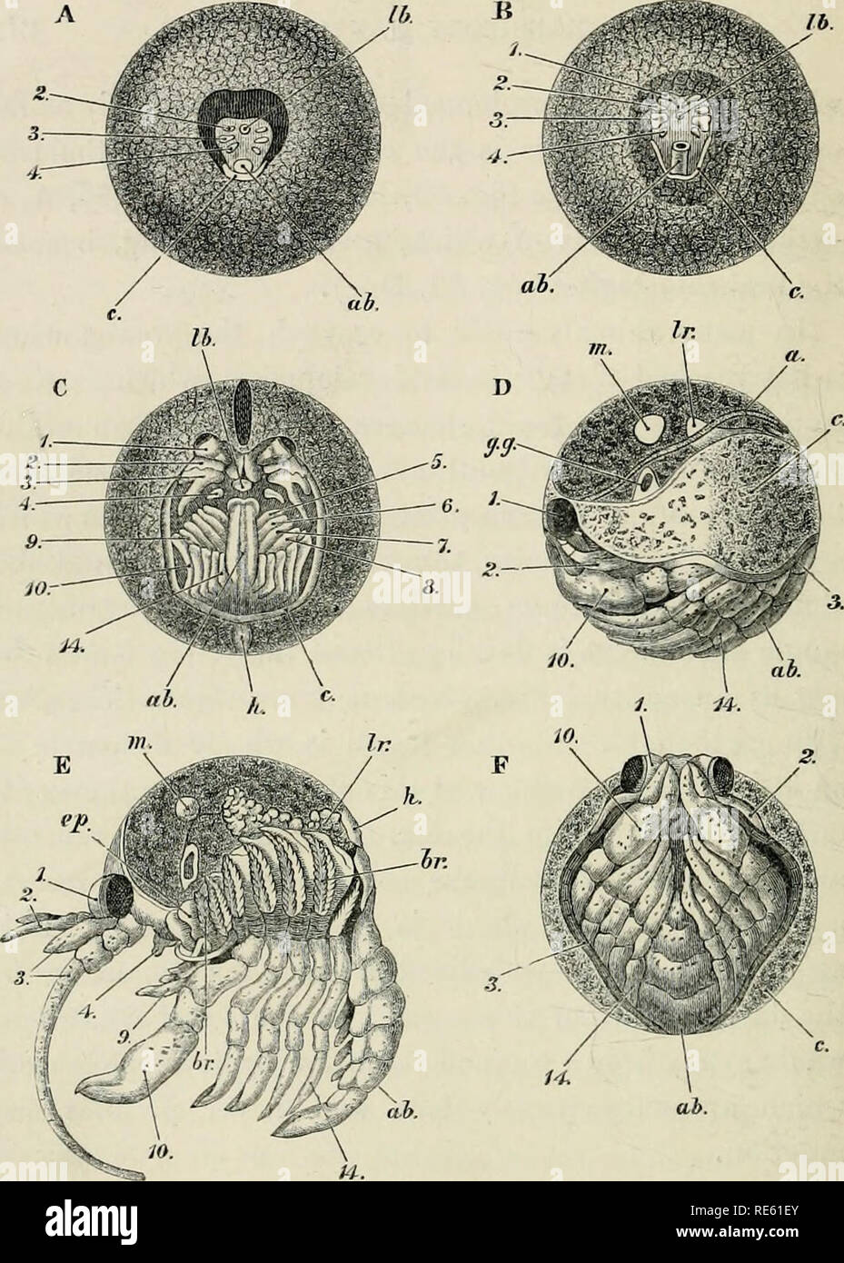 The Crayfish An Introduction To The Study Of Zoology Fio 59 Astcu Us Flwviatius Ventrih A B C F And Lateral D E Views Of The Embryo In Successive Stages Of Develo I Nent After
