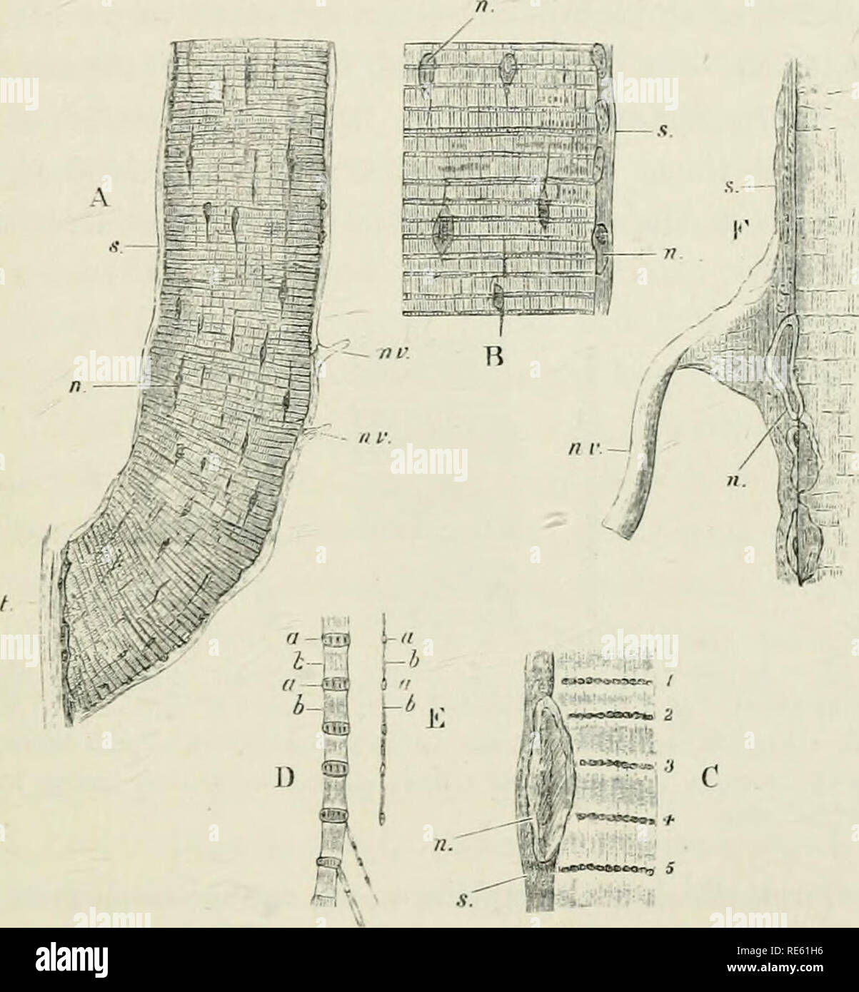 . The Crayfish : an introduction to the study of Zoology. MUSCULAR TISSUE. ISl 4. The muscular tissue of the crayfish alwaj-s has the form of bands or fibres, of very various thickness, marked, when viewed by transmitted light, by alternate darker and. Fig 52.—Atitdciis fiiridtUls.—A, a siugle muscular fibre, transverse diameter jLtli of an inch ; B, a portion of the same more highly magnified ; C, a smaller portion treated with alcohol and acetic acid still more highly magnified ; D and E, the splitting up of a part of a fibre, treated with picro-carmine, into fibrillar ; F, the connection of Stock Photo