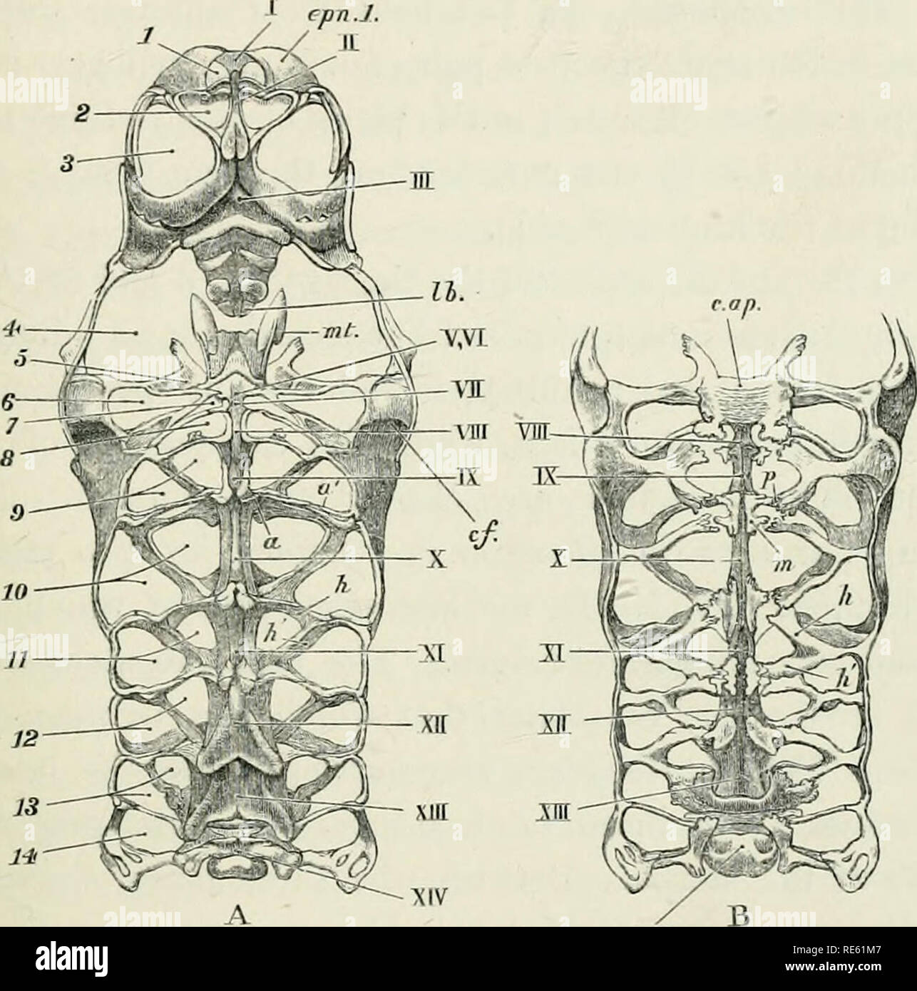 . The Crayfish : an introduction to the study of Zoology. THE C'EPHALOTHORAX. 153 which lie immecliatel}' in front of the hindermost, there is a small round aperture for the attachment of the. siv Fig. 3d.—A.&lt;ttaci/sfiiviatili.t.—The ceplialothoracic sterna and the endo- phragmal system ( x 2). A, from beneath ; B, from above. (/, a', arthrophragms or partitions between the articular cavities for the limbs ; r.'/y^ cephalic apodeme ; r;/', cervical fold ; cj/n. i.epimeronof the antennulary somite; //, anterior, and /('. posterior horizontal process of endopleurite: Ih, labrum : m, mesophrag Stock Photo