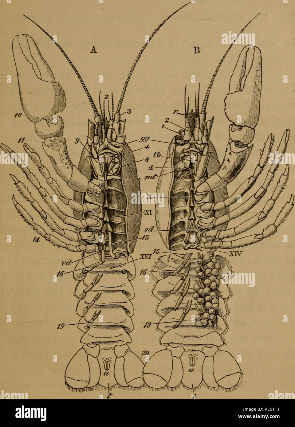 . The crayfish; an introduction to the study of zoology. Crayfish; Zoology. Fig. 3