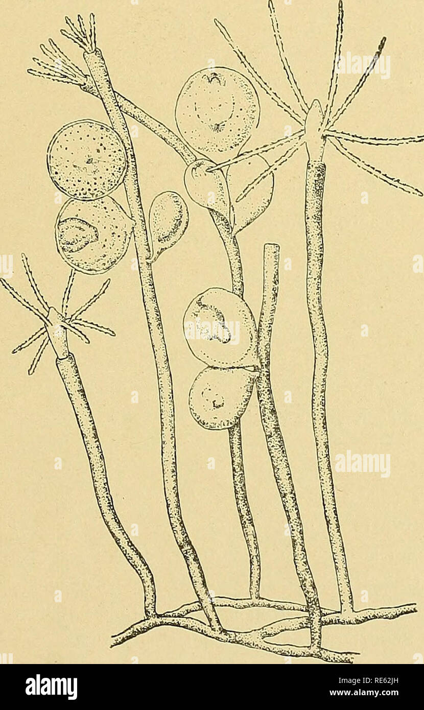 . Craspedote Medusen. Jellyfishes. Fig. 169. Bougainvillia flavida Hartlaub. 2 Manubrien mit reifer und fast reifer 9 Gonade, von oben gesehen. Stark vergr. (Nach Hartlaub 1897.). Fig. 170. Bougainvillia linearis Alder. (Nach Alder.). Please note that these images are extracted from scanned page images that may have been digitally enhanced for readability - coloration and appearance of these illustrations may not perfectly resemble the original work.. Hartlaub, Clemens Cornelius, 1858-. Kiel ; Leipzig : Lipsius &amp; Tischer Stock Photo