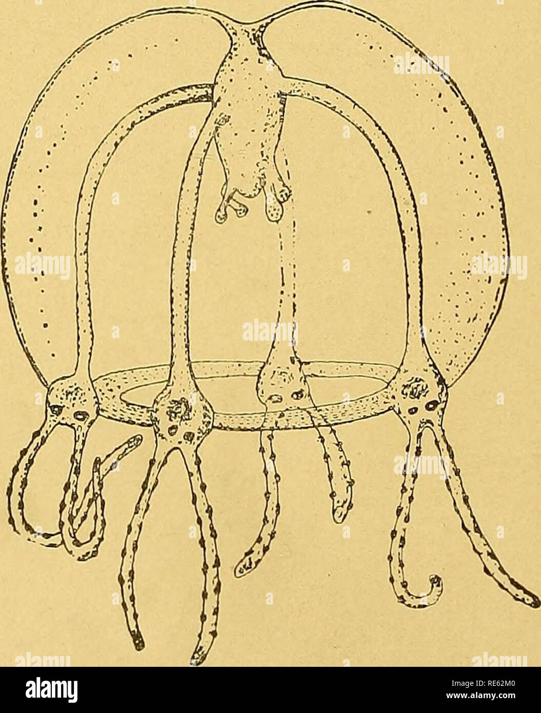 . Craspedote Medusen. Jellyfishes. Fig. 164. Von Str. Wright gezogene, geschlechtsreife B. ramosa van Beneden. (Nach Str. Wright 1859 a.). Fig. 165. Junge Qualle, die sich von Bougainvillia ramosa van Beneden ablöste. (Nach van Beneden.). Please note that these images are extracted from scanned page images that may have been digitally enhanced for readability - coloration and appearance of these illustrations may not perfectly resemble the original work.. Hartlaub, Clemens Cornelius, 1858-. Kiel ; Leipzig : Lipsius &amp; Tischer Stock Photo