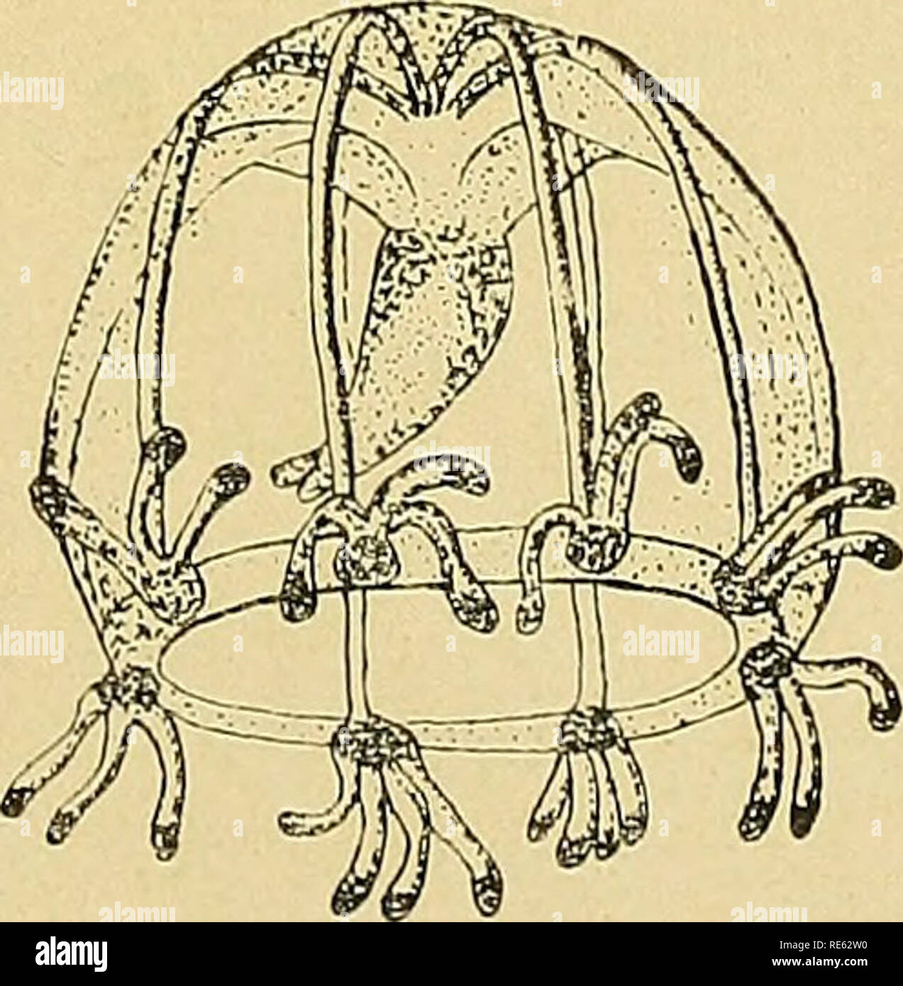. Craspedote Medusen. Jellyfishes. Fani. Margelidae. XII 151 Leider lassen uns Haeckels Beschreibungen darüber im Unklaren, zu welcher unsrer beiden Hauptgruppen von Margeliden die Gattung gehört, ob mit andern Worten die Mundgriffel Auswüchse eines gelappten Mundrandes sind oder oberhalb eines nicht gelappten Mundrandes stehen. Vielleicht stimmen die zwei von Haeckel unterschiedenen Arten in diesem Punkte garnicht überein. Von der später beschriebenen L. hyalina dürfte die Annahme, daß der Mundrand gelappt ist, einiges für sich haben. Lizzella octella Haeckel 1879. Schirm eiförmig, iya mal so Stock Photo