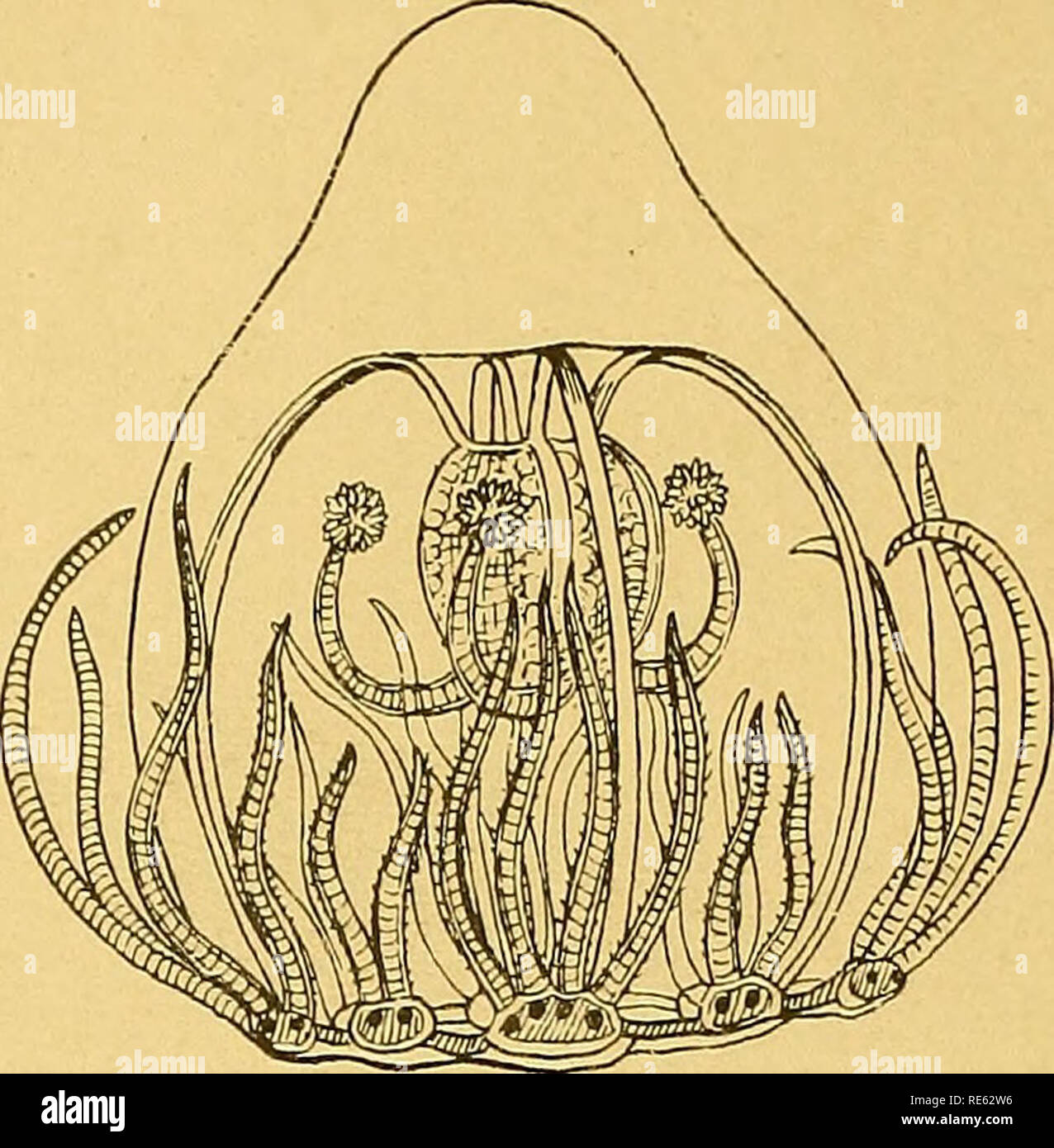 . Craspedote Medusen. Jellyfishes. XII 150 Hartlaub. Ich halte diese Qualle, die A. G. Mayer den Synonymen von Lizzia blondina mit einem ? anreiht, für eine gute Art. Die Gesamtgröße und die bedeutende Länge der Mundgriffel (diese werden bei L. blondina etwa so lang wie das Mundrohr), auch der Besitz von Ocellen zeichnen sie besonders aus. Leider sagt Haeckel nichts über die Jahreszeit ihres Erscheinens.. Fig. 136. Lizzia elisabethae Haeckel. 10X vergr. (nach Haeckel). Genus Lizzella Haeckel 1879. „Margelide mit einfachen, unverästelten Mundgriffeln und mit 8 gleichen Tentakel-Bündeln, die per Stock Photo