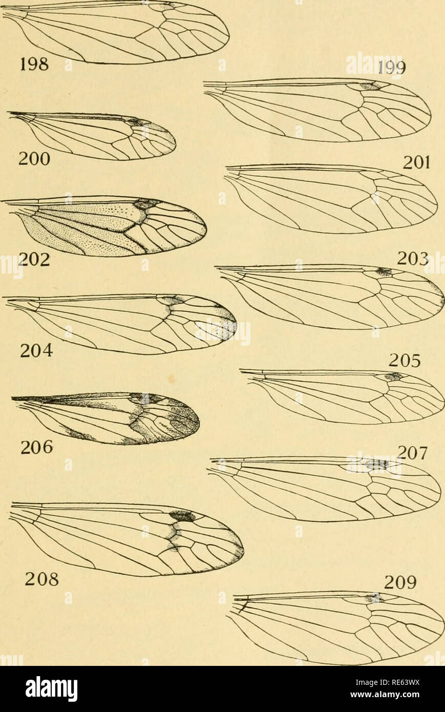 . The crane-flies of New York. Crane flies; Diptera. Memoik 25 Plate XLIV. WINGS OF TIPULIDAE (tIPULINi) im, Nephrotomaferruginea. 199, N. tenuis. 200, N. macrocera. 201, N. xanlhostigma. 202, N. lugens. 203, N. pedunculala. 204, A'', imurva. 205, N. penumbra 206, Tipula unifasciata. 207, T cullaris. 208, T. nobilis. 209, T. pachyrhinoides 977. Please note that these images are extracted from scanned page images that may have been digitally enhanced for readability - coloration and appearance of these illustrations may not perfectly resemble the original work.. Alexander, Charles P. (Charles P Stock Photo