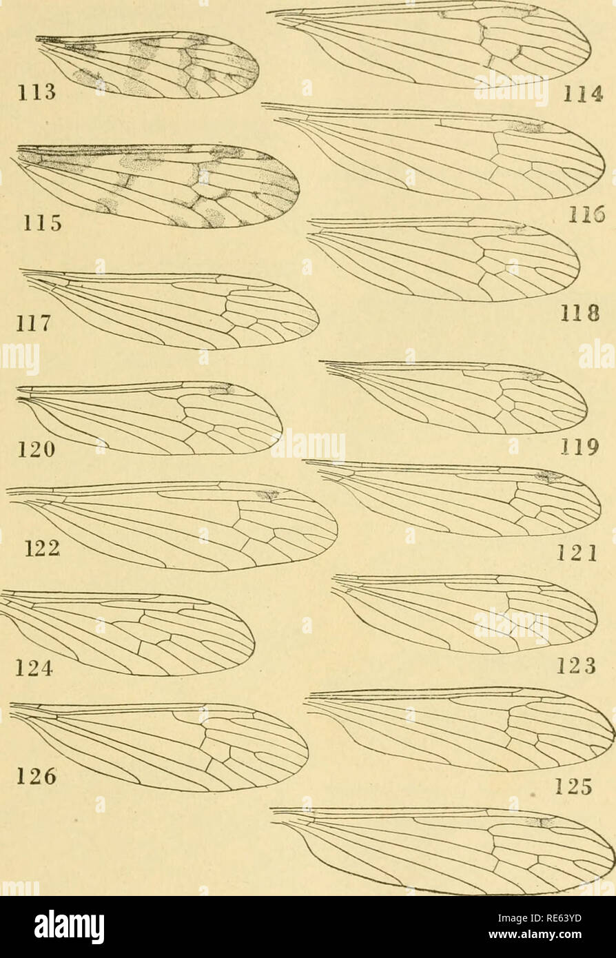 . The crane-flies of New York. Crane flies; Diptera. Memoir 25 Plate XXXVIII. 127 WINGS OF TIPULIDAE (lIMNOPHILINi) 113, Limnophila macrocera. 114, L. unica. 115, L. fasciolala. 116, L. po- etica. 117, L. tenuicornis. 118, L. niveitarsis. 119, L. albipes. 120, L. larici- cola. 121, L. tcnuipes. 122, L. imbecilla. 123, L. recondila. 124, L. areolata. 125, L. brevifurca. 126, L. toxoneura. 127, L. ultima 971. Please note that these images are extracted from scanned page images that may have been digitally enhanced for readability - coloration and appearance of these illustrations may not perfect Stock Photo