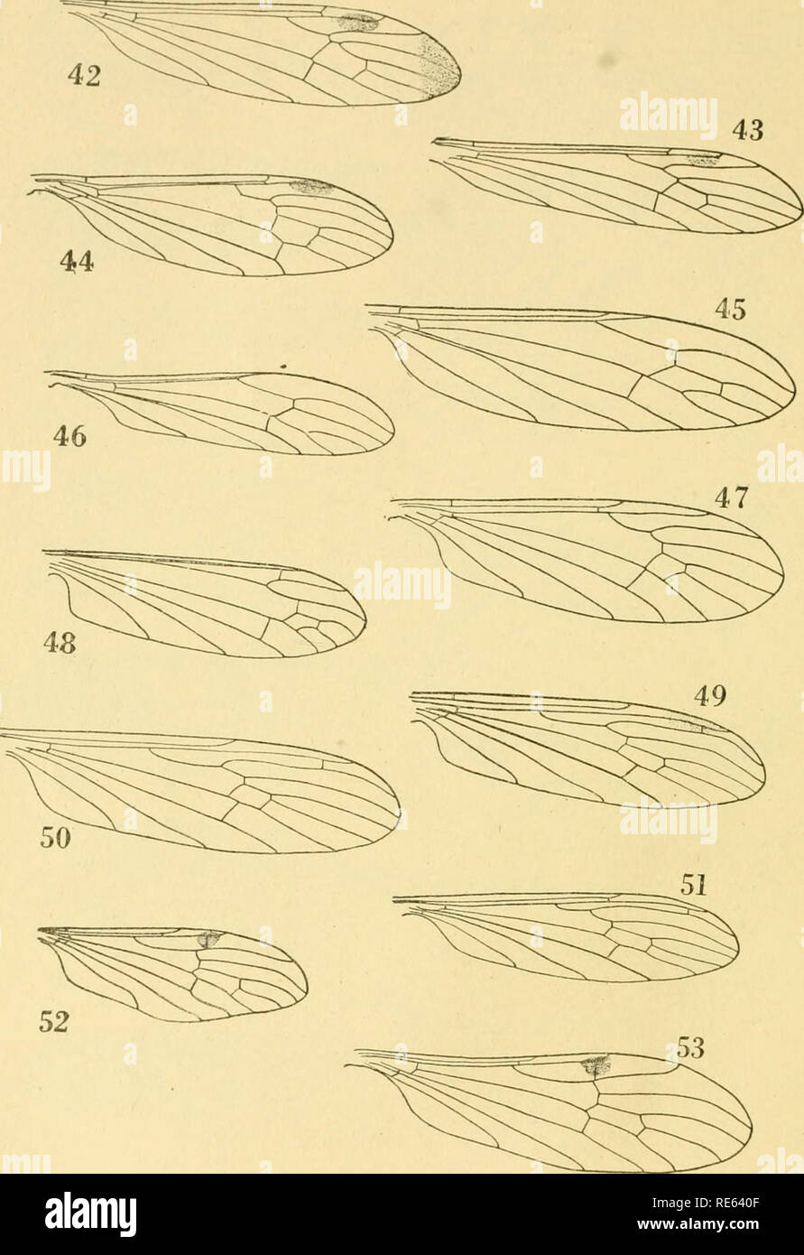 . The crane-flies of New York. Crane flies; Diptera. Memoir 25 Platk XXXIII. 42 /?*.«, l:- . '^'''''^ O^TIPULIDAE (ANTOCHim) ^A Tcucholabis complcxa; 53, T. lucida ^'^nncmana; 51, Z&gt;. sohrina. 966. Please note that these images are extracted from scanned page images that may have been digitally enhanced for readability - coloration and appearance of these illustrations may not perfectly resemble the original work.. Alexander, Charles P. (Charles Paul), 1889-1981. [Ithaca] Stock Photo