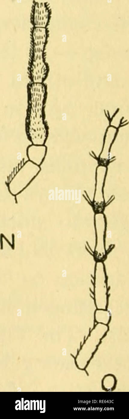 . The crane-flies of New York. Crane flies; Diptera. M Fig. 125. antennae of various species of crane-flies Limnobiinae: A, Rhipidia maculata, male; B, Rhipidiafidelis, male; C, Limnobia tristigma, male; D, Toxorhina brasiliensis, male; E, Gonomyia sulphurella, male; F, Eriocera spinosa, male, three basal segments; G, Hexatoma megacera, male; H, Hexatoma megacera, female Cylindrotominae: I, Liogma nodicornis, male; J, Phalacrocera tipulina, male, six basal segments; K, Cylindrotoma tarsalis, male, five basal segments Tipulinae: L, Tanyptera frontalis, male, five basal segments; M, Ctenophora a Stock Photo