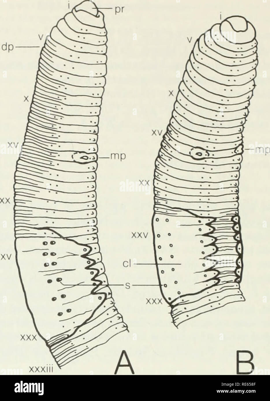 . The earthworms (lumbricidae and sparganophilidae) of Ontario. Lumbricidae; Worms. 1st dp. xxv XXXIII Fig. 16 External longitudinal views of Bimastos parvus showing taxonomic characters, a Lateral view, b Ventrolateral view. (FL: Franklin Co., cat. no. 3320) 1900 Allolobophora (Bimastus) parvus-Michaelsen, Abh. Nat. Verh. Hamburg 16(1): 10, 14. 1948 Eisenia parvus + Bimastus beddardi-Pop, Ann. Acad. Sect. §tiint. Geol. Geogr. Biol., ser. A, 1(9): 123. 1959 Eisenia parva (part. ?)-Zicsi, Acta Zool. Hung. 5(1-2): 170. 1970 Eisenia parva (part. ?)-Zajonc, Biol. Prace 16(8): 23. 1972 Eisenia parv Stock Photo