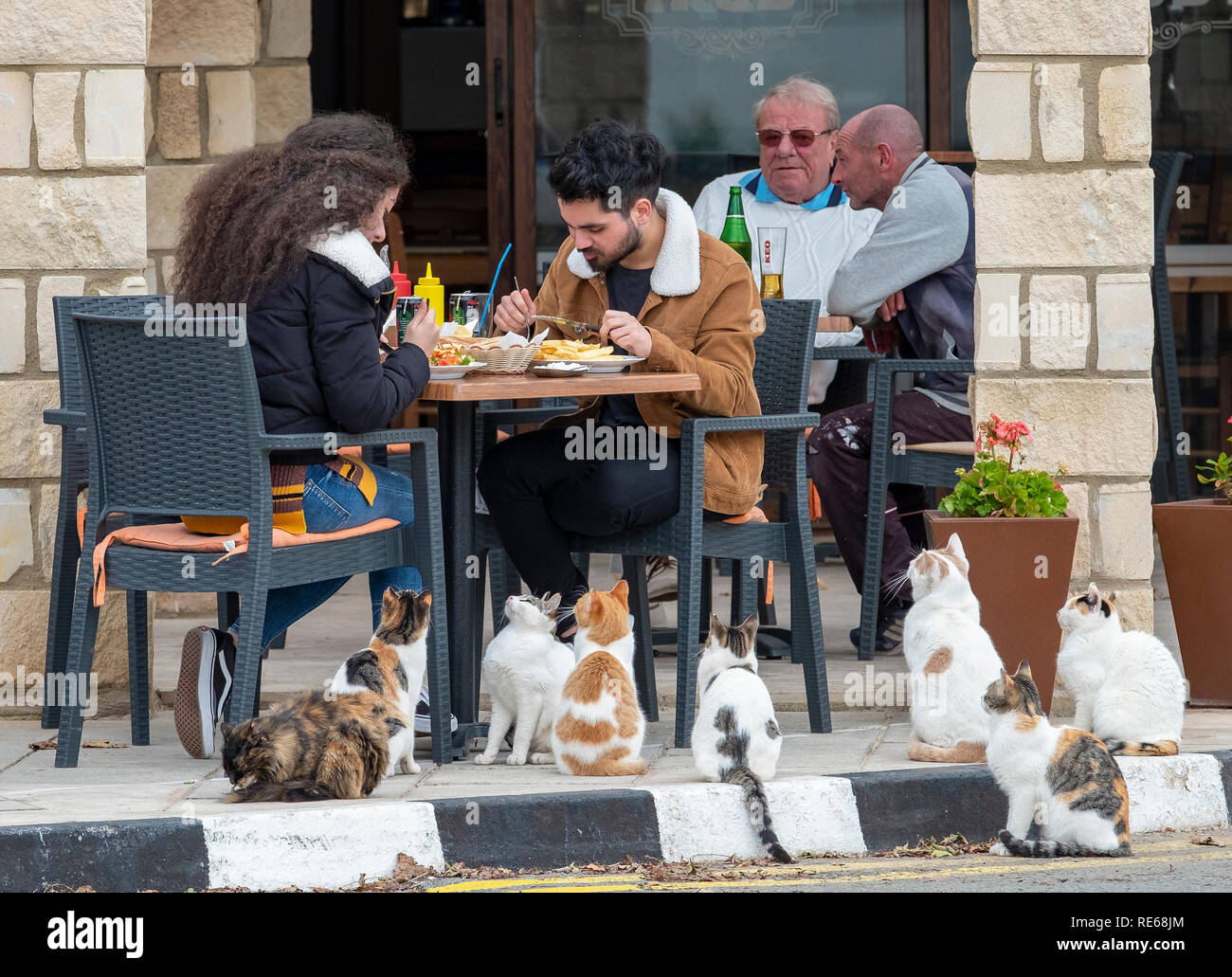 A group of cats wait for scraps of food outside a restaurant and pub in