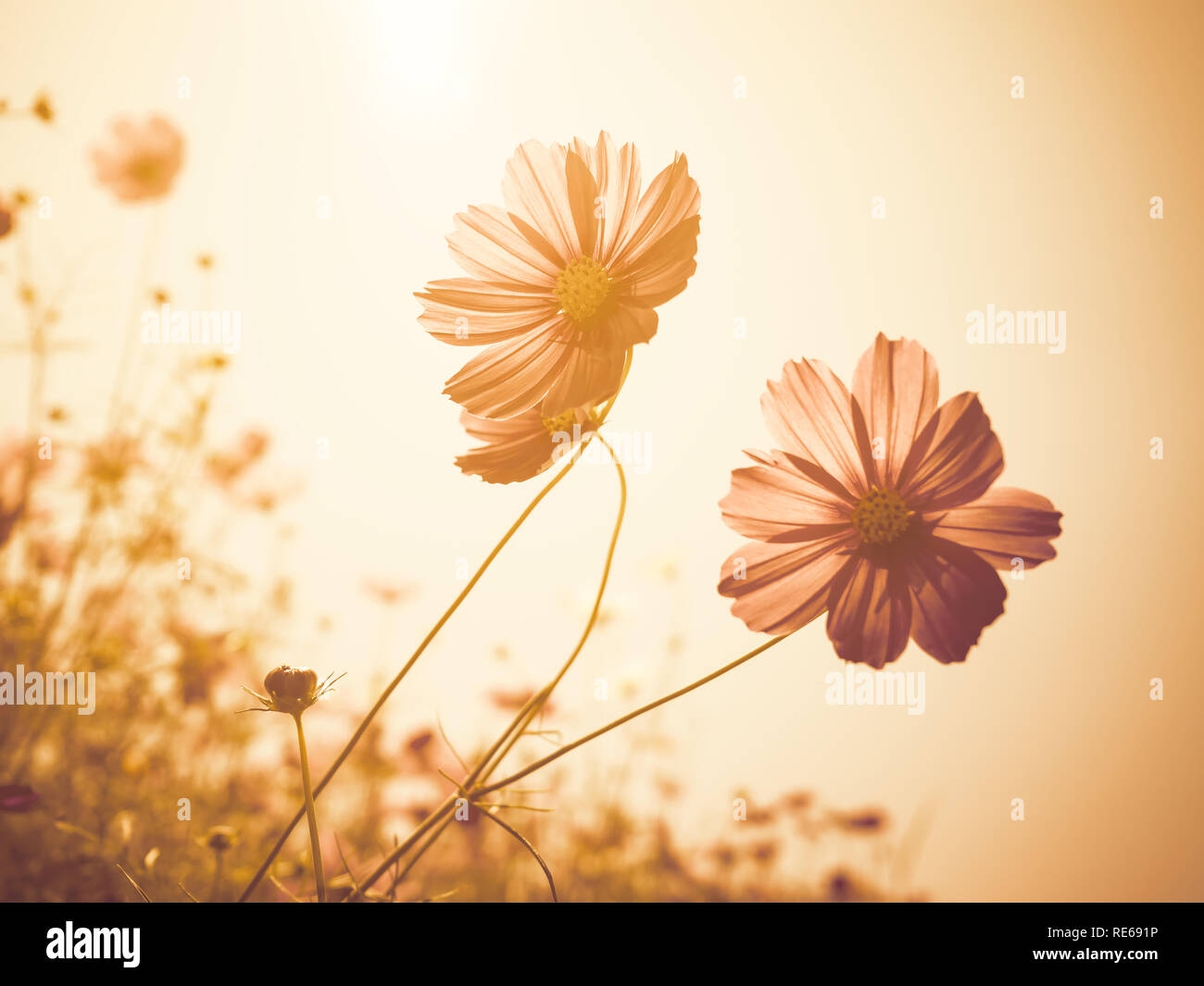 Soft focus beautiful cosmos hi-res stock photography and images - Alamy