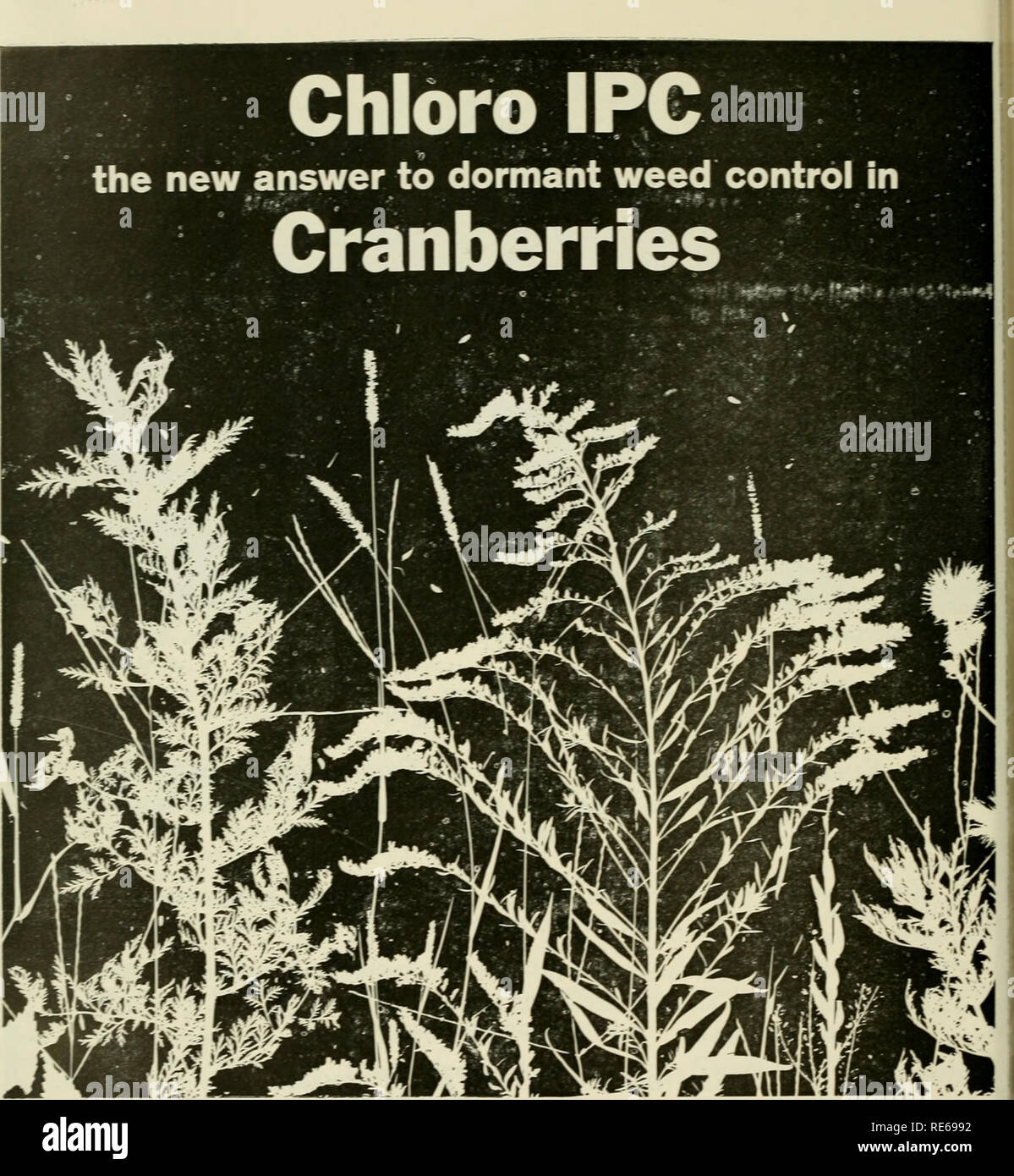 Cranberries; : the national cranberry magazine. Cranberries. Chloro IPC, a  time-tested herbicide made by the Chemical Di-ision of Pittsburgh Plate  Glass Com- pany, can now be used on dormant cranberries. This