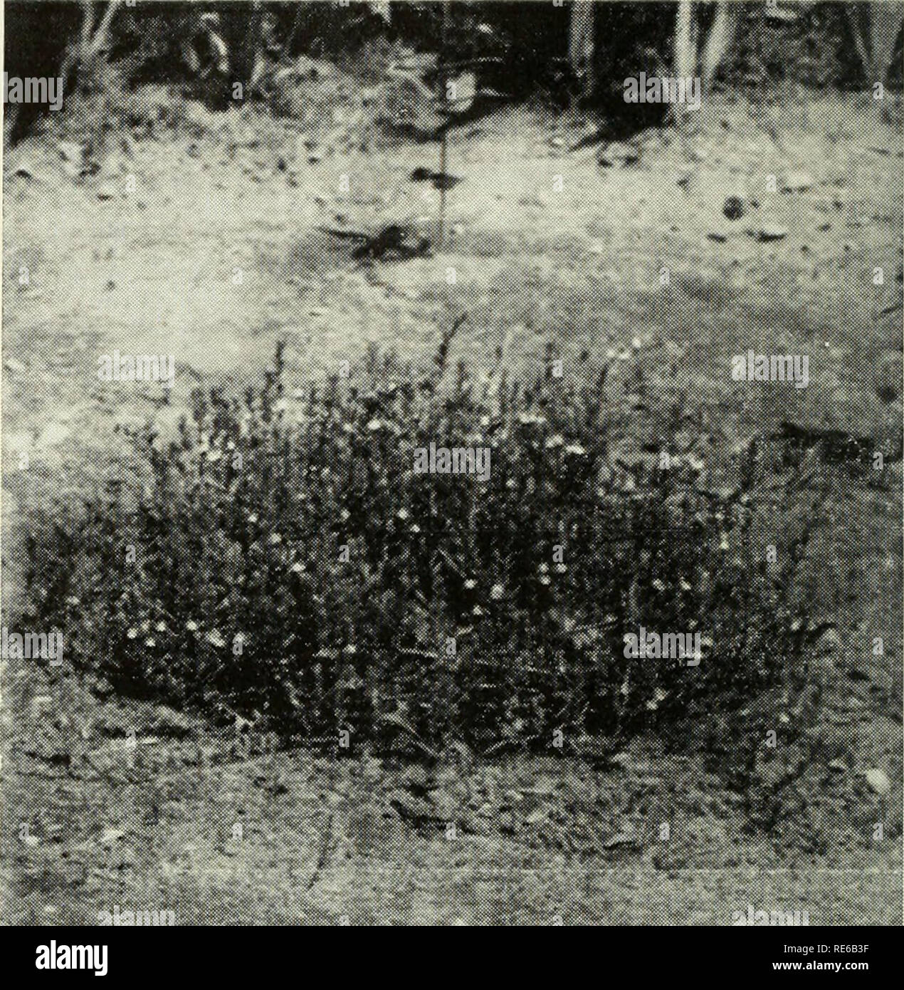 . Cranberries; : the national cranberry magazine. Cranberries. 10 lbs. per acre. Many times it is necessary to repeat the appli- cation in March. The past his- tory of the scum problem is a de- .laH^^aqM o:j sb sptnS 3[qBpu3d treatments will be necessary. A word of caution is in order because copper sulfate is harmful to fish life. Therefore, a reasonable per- iod of time should elapse before draining' off the winter flood into a fish pond or stream after treat- ing for scum. Charts Being Printed The Cranberry Insect, Disease, Weed and Fertilizer Charts have been revised and are now being prin Stock Photo