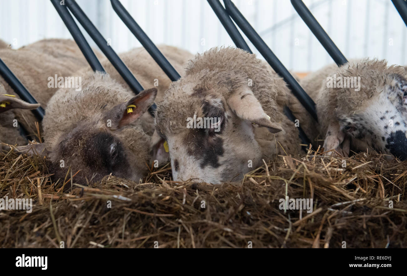 Eimke, Germany. 19th Jan, 2019. Sheep eat their food in a stable