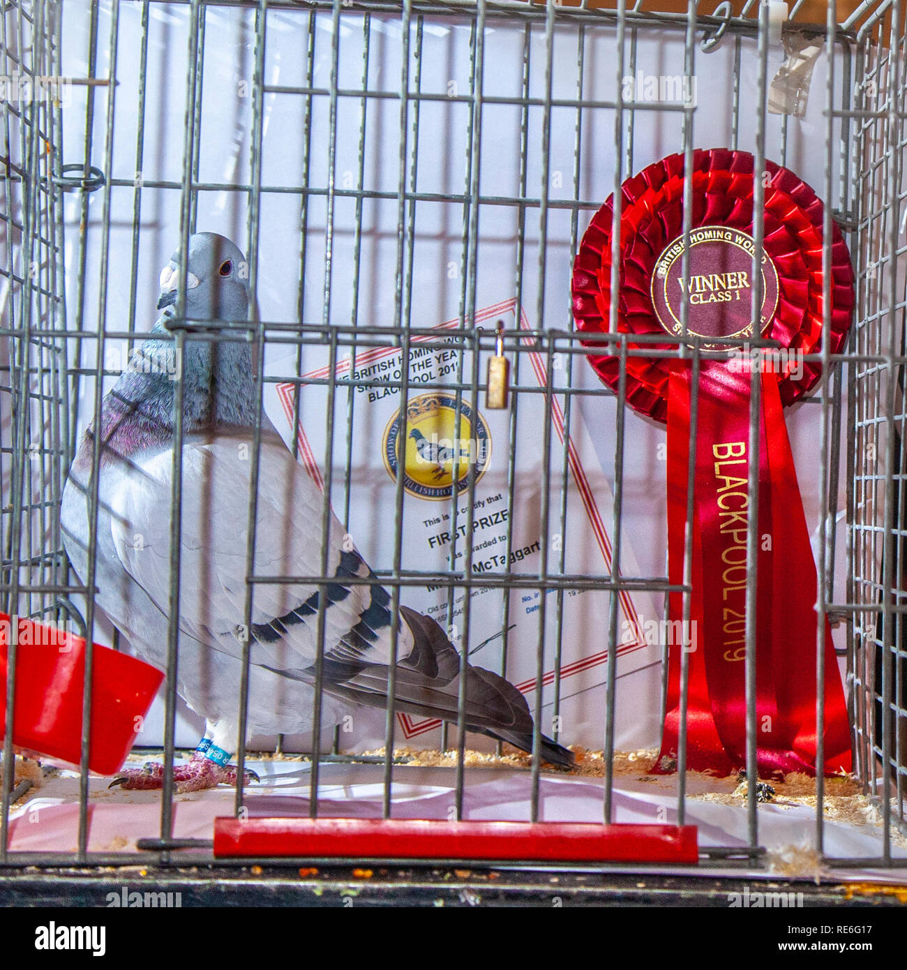 Racing Pigeon Uk High Resolution Stock Photography and Images Alamy