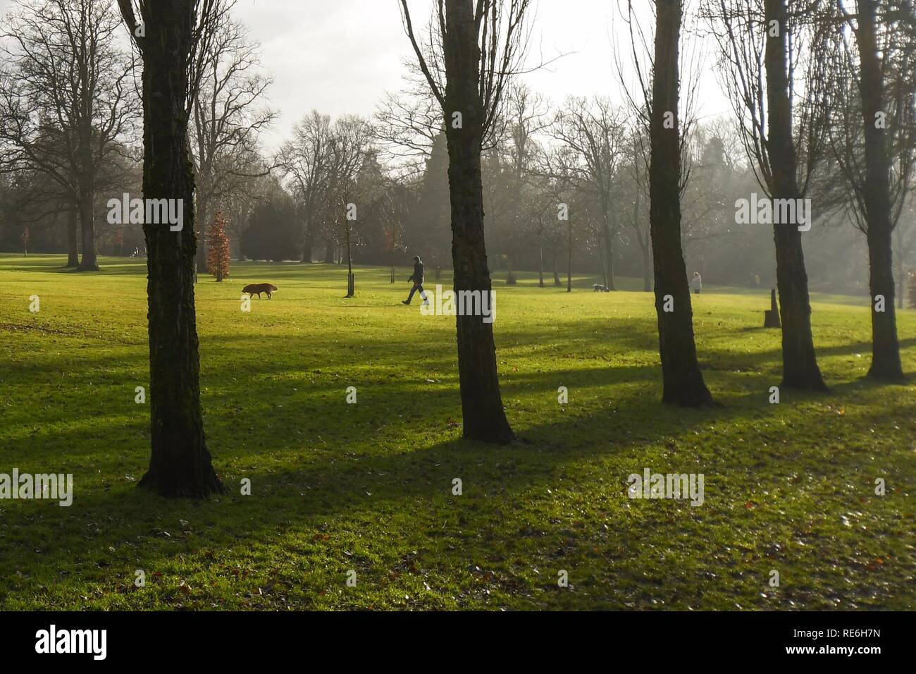 Giffnock, UK. 20 January 2019 after a damp morning a dog walker enjoys