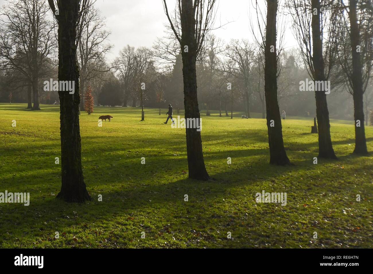 Giffnock, UK. 20 January 2019: after a damp morning a dog walker enjoys a bright sunny afternoon at Rouken Glen Park, Giffnock, Glasgow Credit: Kay Roxby/Alamy Live News Stock Photo