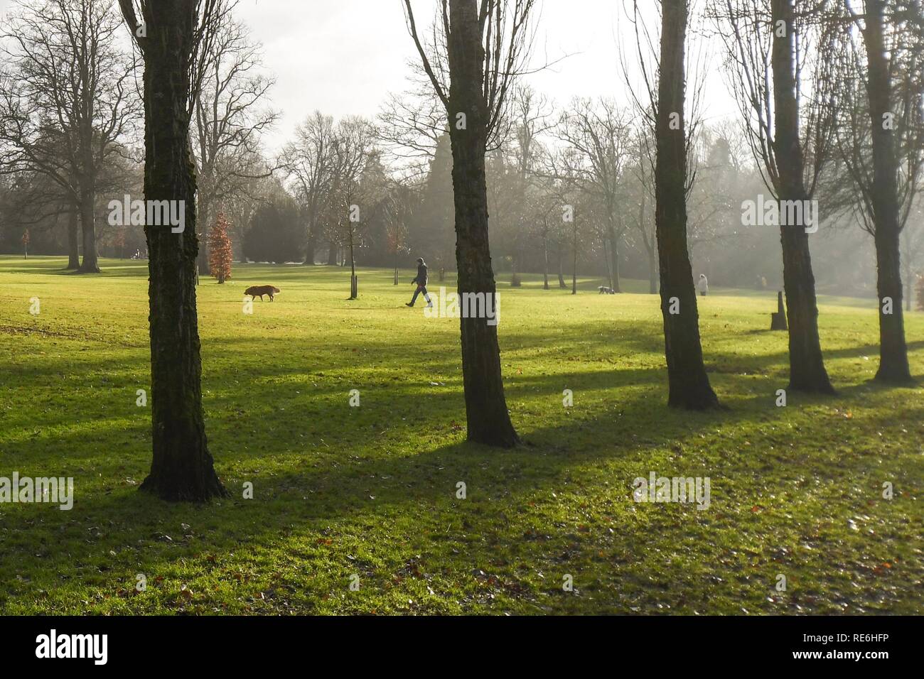 Giffnock, UK. 20 January 2019: after a damp morning a dog walker enjoys a bright sunny afternoon at Rouken Glen Park, Giffnock, Glasgow Credit: Kay Roxby/Alamy Live News Stock Photo