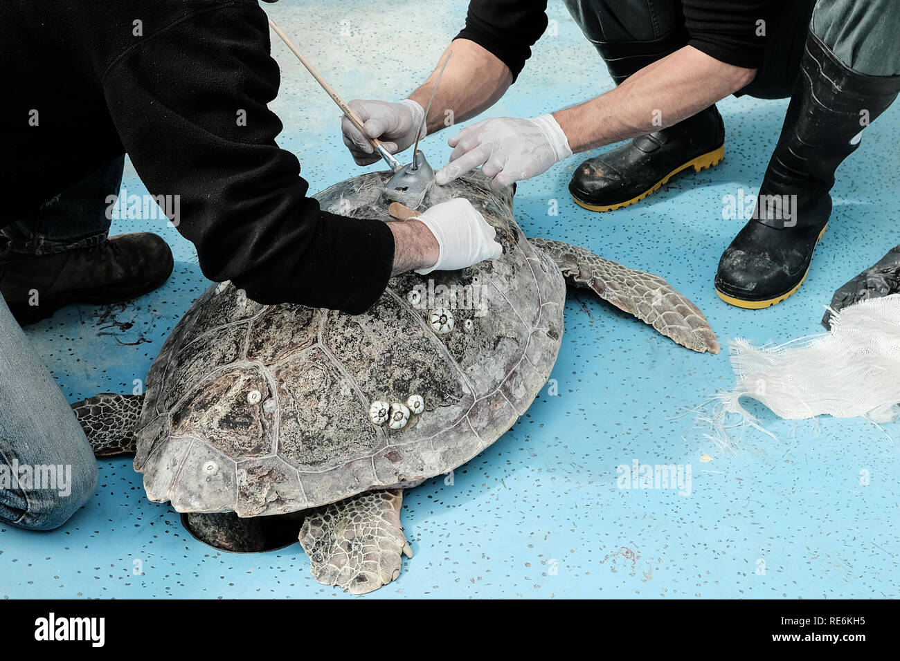 Mikhmoret, Israel. 20th January, 2019. Biologist YANIV LEVY (L), PhD, Israel Sea Turtle Rescue Center Manager, attaches a satellite tracking device to 'Nitzan', a loggerhead sea turtle, preparing it for release. The National Sea Turtle Rescue Center of the Israel Nature and Parks Authority is currently treating 46 injured sea turtles washed up on the Mediterranean shores nationwide. Approximately half of these patients are new arrivals from the last couple of stormy weeks characterized by soft tissue trauma (lungs, inner ear, abdomen, etc. Credit: Nir Alon/Alamy Live News Stock Photo