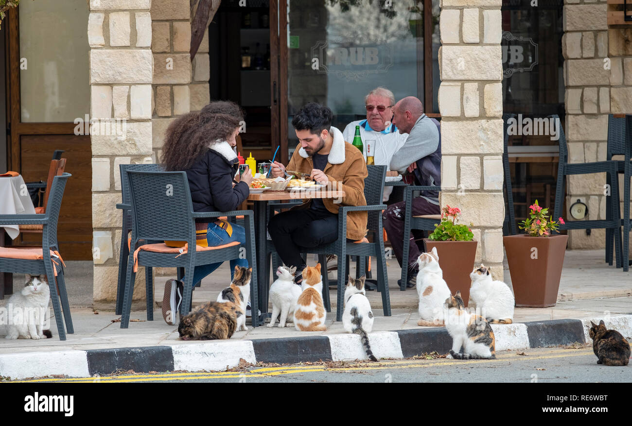 A group of cats wait for scraps of food outside a restaurant and pub in