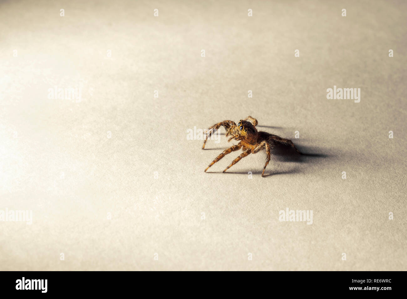 Jumping spider stunned and look with fixed eyes on paper with light and  shadow Stock Photo - Alamy, image size:1300x956