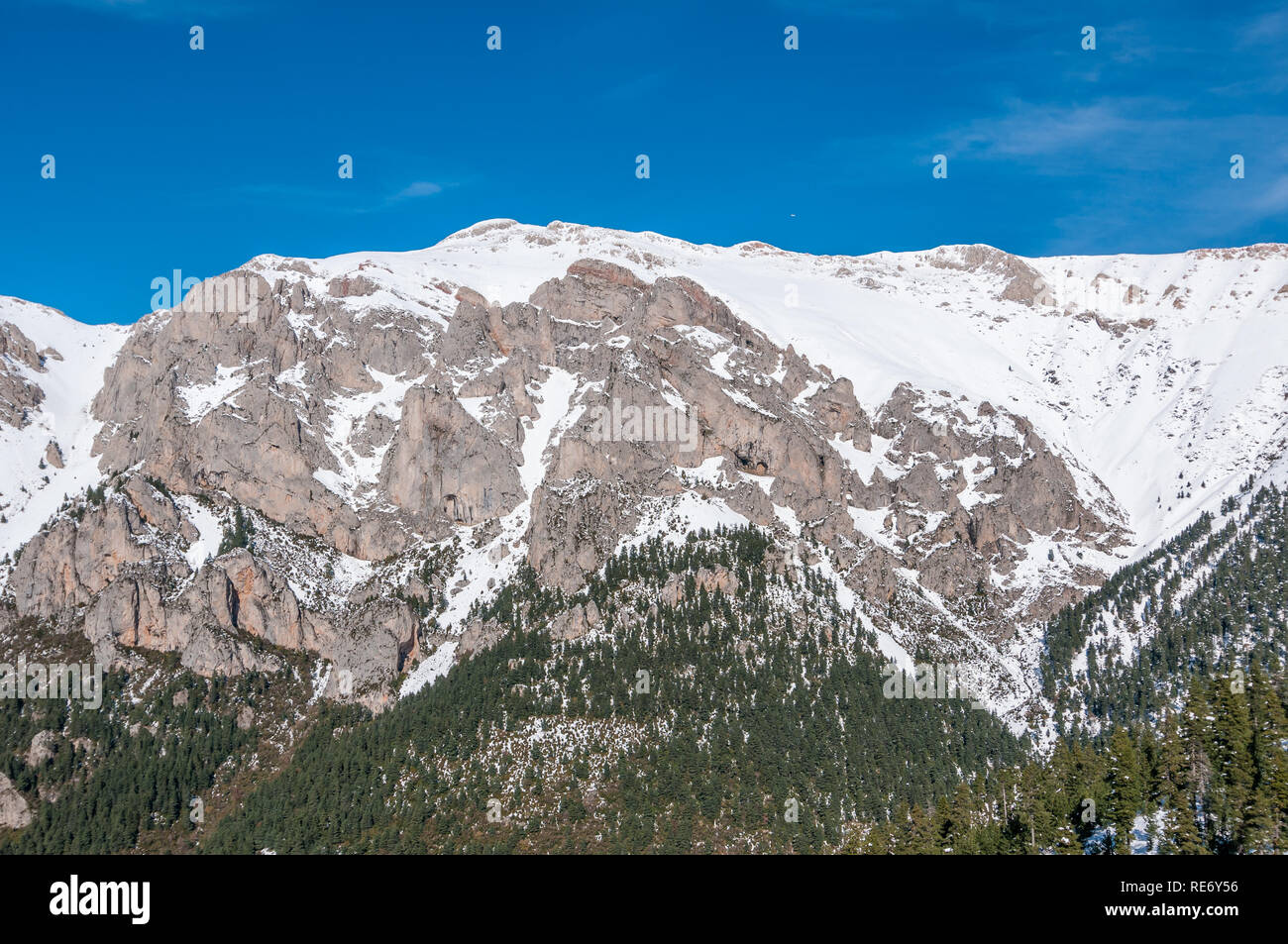 hillside with mountain pine, uncinate pine, Pinus uncinata, Catalonia, Spain Stock Photo