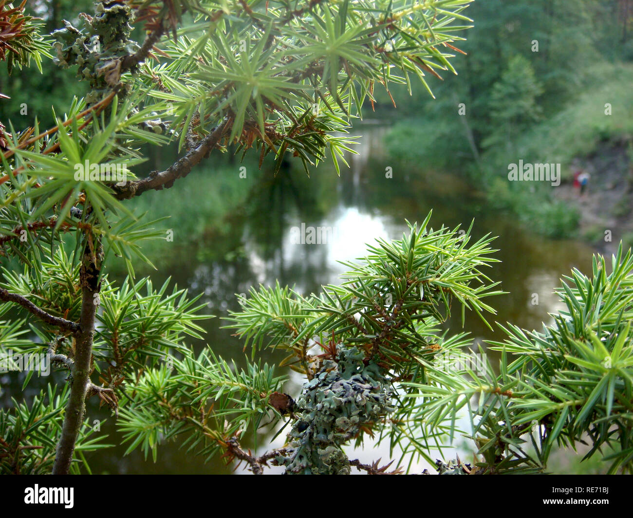 river bank with trees on a wonderful summer day Stock Photo - Alamy