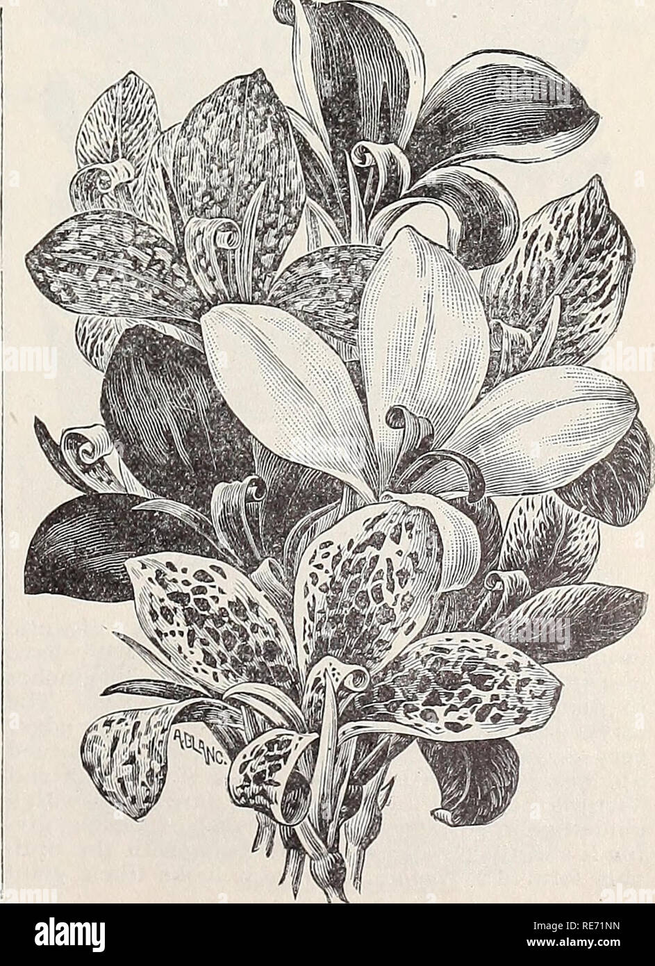 . Cox seed and plant co. catalogue. Seed industry and trade Catalogs; Seeds Catalogs; Flowers Seeds Catalogs; Fruit Seeds Catalogs; Plants, Ornamental Catalogs; Trees Catalogs. BEGONIA. BEGONIAS (Tube, -ous-Rooted) — We have im- ported direct from Mr. John Laing, of England „ new Single and Double Begonia Roots. The flowers are borne on upright stiff stems and often exceed 5 inches in diameter when well grown. Nothing can exceed the brilliancy of their waxy flowers. Will do well in the open air during the spring and sum- mer months. They make a fine plant for window or conservatory decorations Stock Photo
