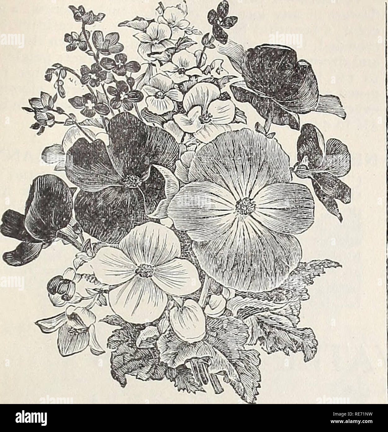 . Cox seed and plant co. catalogue. Seed industry and trade Catalogs; Seeds Catalogs; Flowers Seeds Catalogs; Fruit Seeds Catalogs; Plants, Ornamental Catalogs; Trees Catalogs. BEGONIA. BEGONIAS (Tube, -ous-Rooted) — We have im- ported direct from Mr. John Laing, of England „ new Single and Double Begonia Roots. The flowers are borne on upright stiff stems and often exceed 5 inches in diameter when well grown. Nothing can exceed the brilliancy of their waxy flowers. Will do well in the open air during the spring and sum- mer months. They make a fine plant for window or conservatory decorations Stock Photo