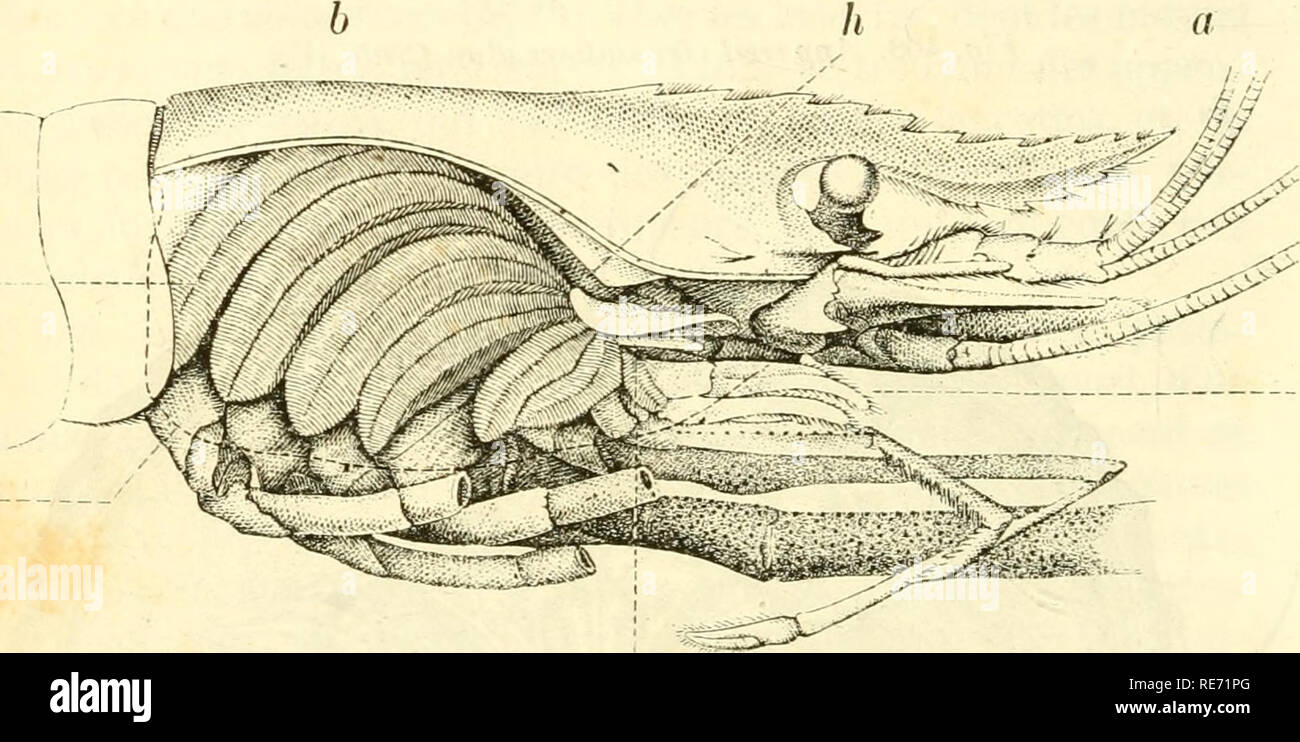 Les crabes hi-res stock photography and images - Alamy