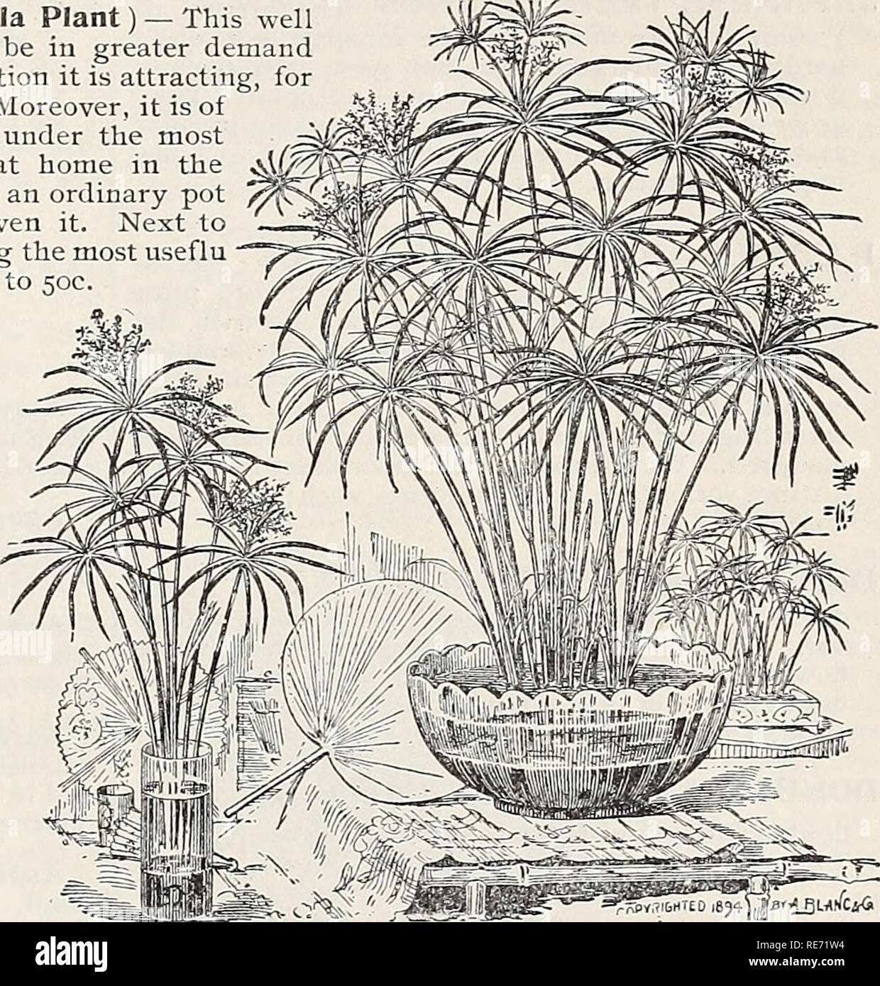. Cox seed and plant co. catalogue. Seed industry and trade Catalogs; Seeds Catalogs; Flowers Seeds Catalogs; Fruit Seeds Catalogs; Plants, Ornamental Catalogs; Trees Catalogs. CYPERUS ALTERNIFOUUS (Umbrella Plant)-This well known plant, always popular, seems now to be in greater demand than ever it was. It well deserves the attention it is attracting, for it is a pretty, unique and striking object. Moreover, it is of very easy culture, growing and thriving under the most positive neglect. Being an aquatic it is at home in the aquarium, but it succeeds equallj' as well as an ordinary pot plant Stock Photo