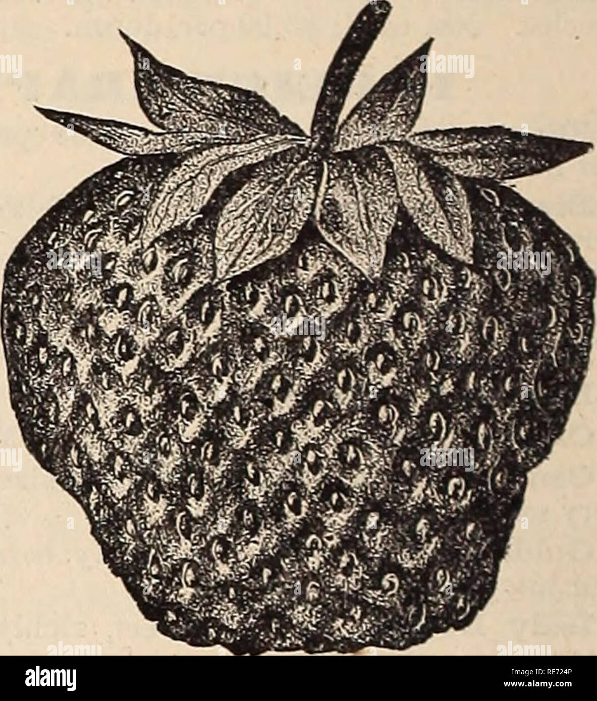 . Cox's seed annual. Seed industry and trade Catalogs; Seeds Catalogs; Flowers Seeds Catalogs; Fruit Seeds Catalogs; Plants, Ornamental Catalogs; Trees Catalogs. Capt. Jack. oooooooooooooooo STRAWBERRY PLANTS. Price.—$2.00 per hundred; $10.00 per thousand. Captain Jack. Bright red, firm. Crescent Seedling Immensely pro- ductive, size medium. Glendale. Very late, large and firm. Monarch of the West. Strong grow- er; color bright red. Miner's Prolific. Large, deep crim- son. Sharpless. A mammoth variety; deep, clear red. Wilson's Albany. Fruit large, deep oooooooooooooooo. Sharpless. ANEMONE. Do Stock Photo